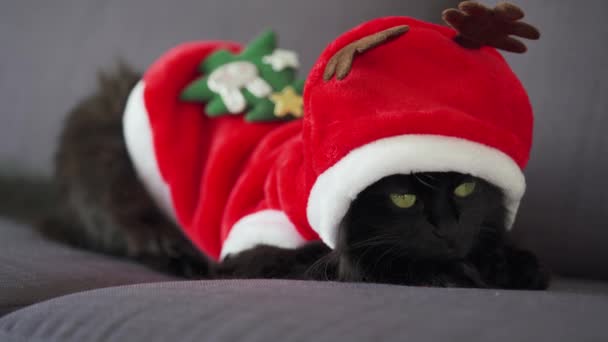 Nahaufnahme Porträt einer schwarzen, flauschigen Katze mit grünen Augen, die als Weihnachtsmann verkleidet ist. Weihnachtssymbol — Stockvideo