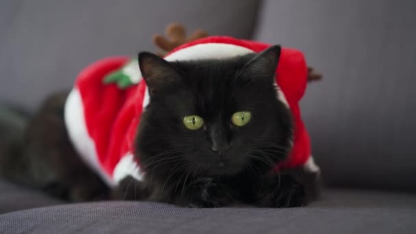 Närbild porträtt av en svart fluffig katt med gröna ögon klädda som jultomten. Julsymbol — Stockvideo