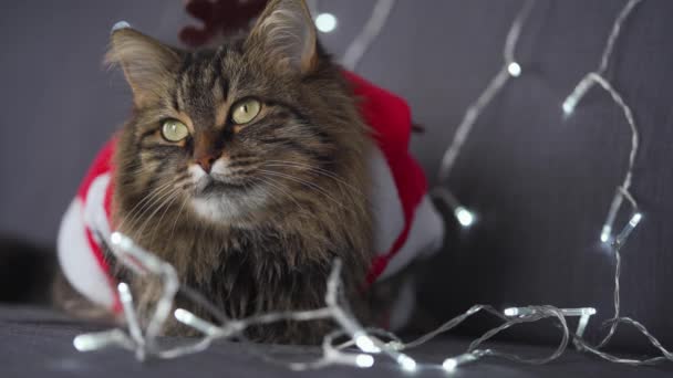 Detailní portrét tabby načechrané kočky oblečené jako Santa Claus sedí na pozadí vánoční věnce. Vánoční symbol — Stock video