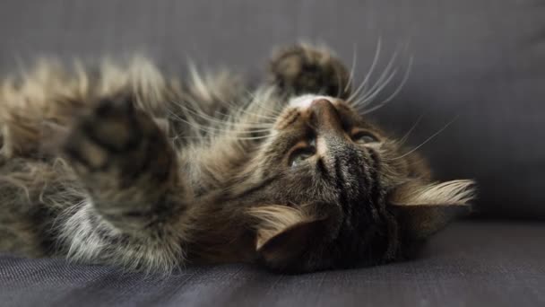 Schattig tabby huiselijke kat ligt op zijn rug en kijkt naar het object achter de schermen — Stockvideo