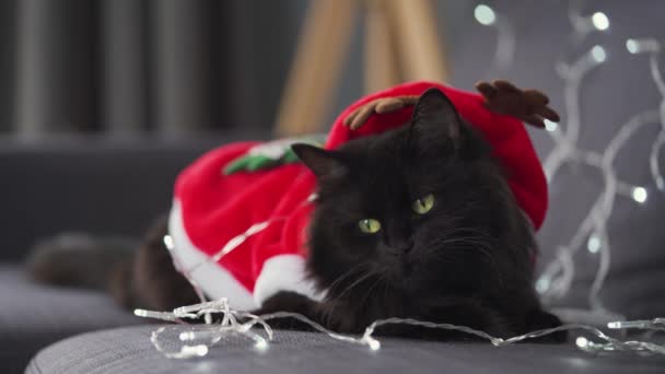Närbild porträtt av en svart fluffig katt klädd som jultomten ligger på en bakgrund av julkrans. Julsymbol — Stockvideo