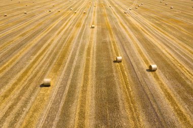 Saha yapımı sırasında sahada uçmak. Yuvarlak saman yığınları dışkı.