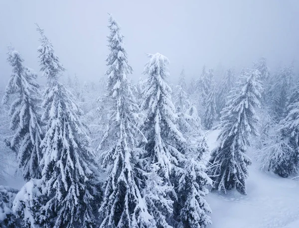 Vuelo sobre tormenta de nieve en un bosque de coníferas de montaña nevada Fotos De Stock