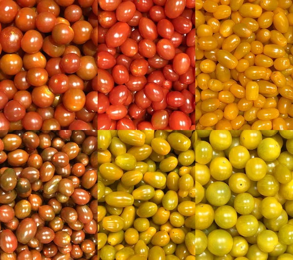 Coleta de diferentes variedades de tomates — Fotografia de Stock