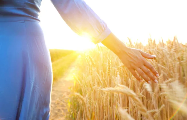 Mão feminina tocando trigo no campo em uma luz do pôr do sol Imagens De Bancos De Imagens Sem Royalties