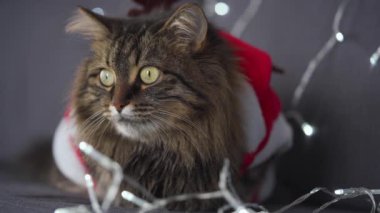 Noel Baba kılığındaki tekir bir kedinin portresi Noel çelenginin arka planında yatıyor. Noel sembolü
