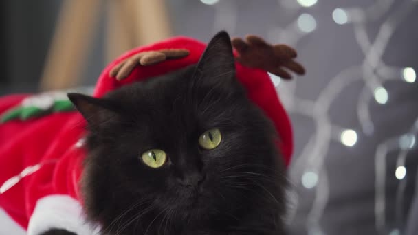 Nahaufnahme Porträt einer schwarzen flauschigen Katze als Weihnachtsmann verkleidet liegt auf einem Hintergrund von Weihnachtsgirlanden. Weihnachtssymbol — Stockvideo