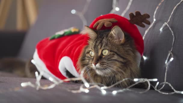 Κοντινό πλάνο πορτραίτο ενός tabby χνουδωτή γάτα ντυμένος ως Άγιος Βασίλης βρίσκεται σε ένα φόντο των Χριστουγέννων γιρλάντα. Χριστουγεννιάτικο σύμβολο — Αρχείο Βίντεο