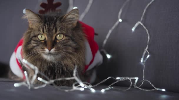 De cerca retrato de un gato esponjoso tabby vestido como Santa Claus se encuentra sobre un fondo de guirnalda de Navidad. Símbolo de Navidad — Vídeo de stock