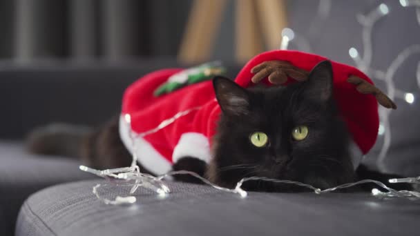 Nahaufnahme Porträt einer schwarzen flauschigen Katze als Weihnachtsmann verkleidet liegt auf einem Hintergrund von Weihnachtsgirlanden. Weihnachtssymbol — Stockvideo