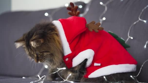 Großaufnahme Porträt einer gestromten, flauschigen Katze, die als Weihnachtsmann verkleidet ist, liegt auf einem Hintergrund von Weihnachtsgirlanden. Weihnachtssymbol — Stockvideo