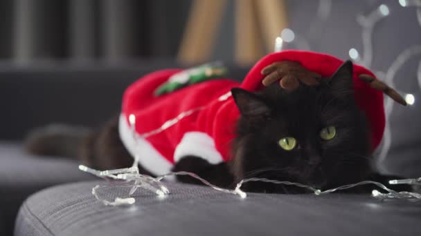 Close up portrait of a black fluffy cat dressed as Santa Claus lies on a background of Christmas garland. Christmas symbol — Stock Video