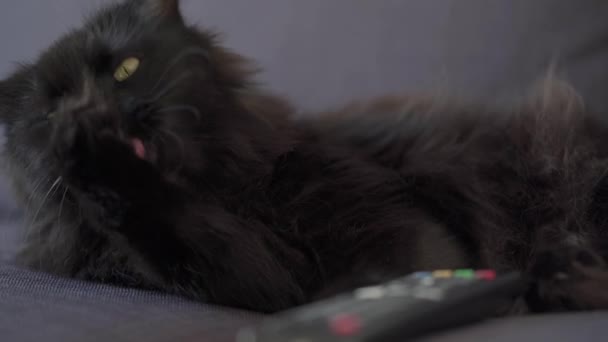 Svart katt ligger på en soffa med fjärrkontroll och tvättar sig. Halloween symbol — Stockvideo