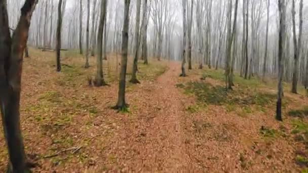 Fpv-Drohnenflug durch einen herbstlichen Wald bei nebligem Wetter — Stockvideo