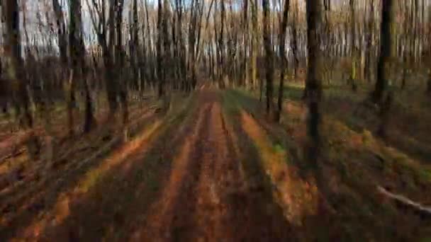 FPV insansız hava aracı günbatımında bir sonbahar ormanında uçuyor. — Stok video