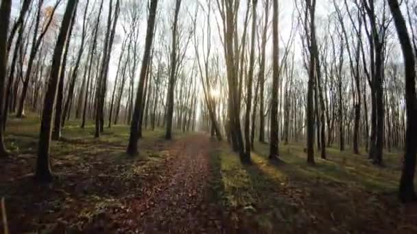 Fpv drönare flygning genom en höstskog vid solnedgången — Stockvideo