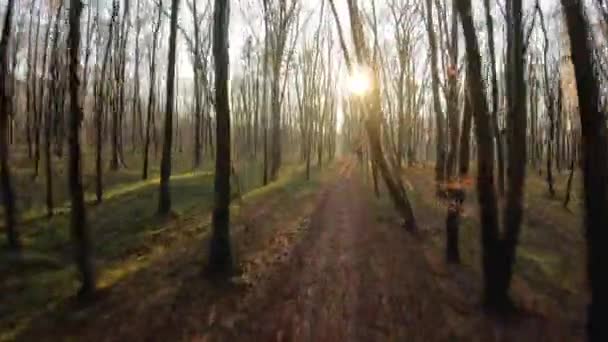 Fpv drón repülés egy őszi erdőben naplementekor — Stock videók