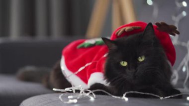 Noel Baba kılığındaki siyah tüylü bir kedinin portresi Noel çelenginin arka planında yatıyor. Noel sembolü
