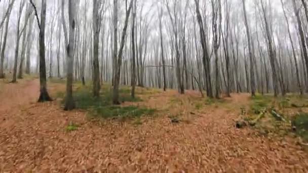 Pesawat nirawak FPV terbang cepat dan dapat digerakkan melalui hutan musim gugur dalam cuaca berkabut — Stok Video