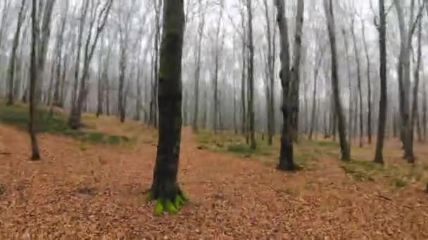 Fpv-Drohnenflug bei nebligem Wetter schnell und wendig durch einen herbstlichen Wald — Stockvideo