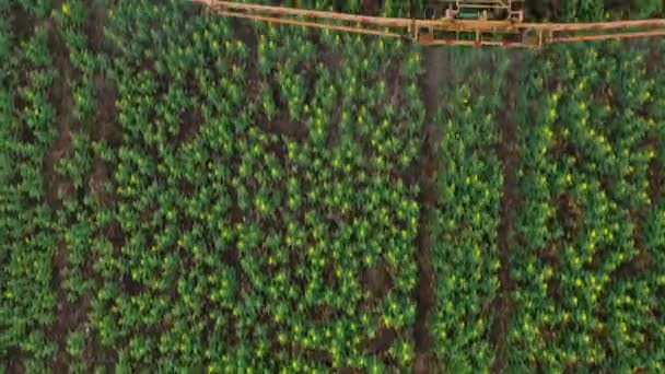Vue du dessus des pulvérisations de tracteur engrais sur les plantes agricoles sur le champ de colza — Video