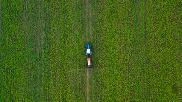 Top view of tractor sprays fertilizer on agricultural plants on the rapeseed field — Stock Video