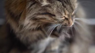Sevimli tabby evcil kedi yakın yıkama