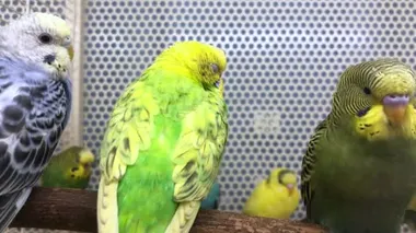 Several budgies are sitting on a perch in a pet store
