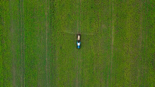 Vista dall'alto del trattore spruzza fertilizzante su piante agricole sul campo di colza — Video Stock