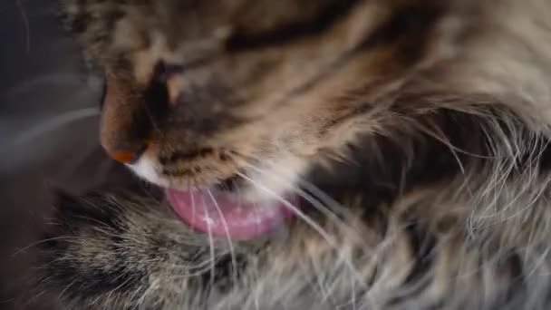 Gato doméstico bonito tabby lavar a louça de perto. Movimento lento — Vídeo de Stock