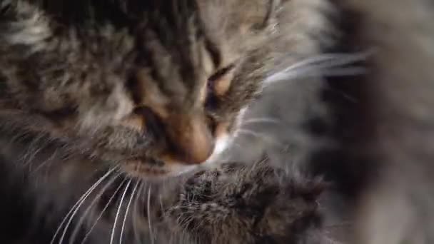 Cute tabby domestic cat washing up close up — Stock Video