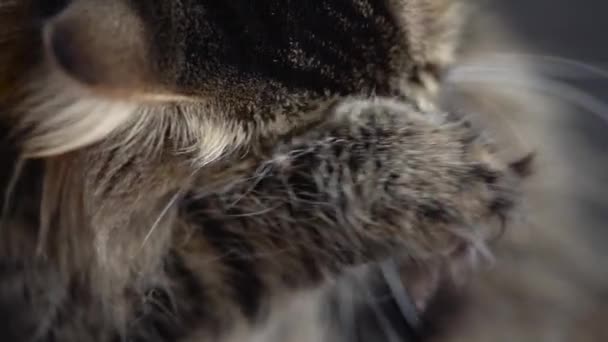 Lindo gato doméstico tabby lavando de cerca. Movimiento lento — Vídeos de Stock