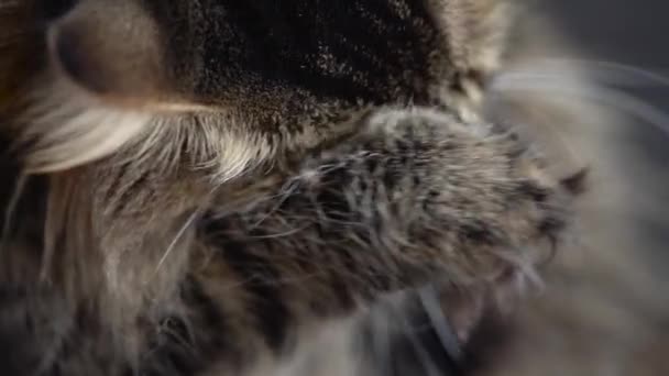 Mignon chat domestique tabby qui se lave de près. Mouvement lent 