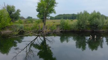 Güzel manzaranın hava manzarası - nehir, çayır ve yeşil yaprak döken orman