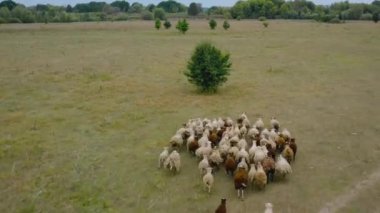 Drone koyun sürüsünü takip ediyor. Otlakta koşan koyunlar. Hava görünümü