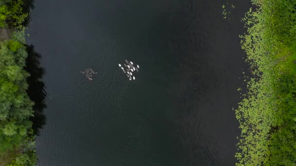 Вид з повітря зграї білих і сірих качок, що плавають на річці, оточені деревами — стокове відео