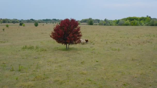 Drone siguiendo una manada de ovejas. Ovejas corriendo en un pasto. árbol con follaje rojo en el centro del marco. Vista aérea — Vídeo de stock