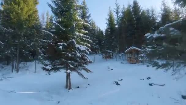 Luftaufnahme der Fichten- und Schneelandschaft ringsum. Zwischen den Bäumen liegen Lauben zum Entspannen — Stockvideo