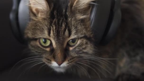 Schattig tabby huiskat in hoofdtelefoon luistert naar muziek en schudt zijn hoofd op de beat. Grappige video — Stockvideo