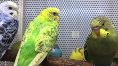 Several budgies are sitting on a perch in a pet store