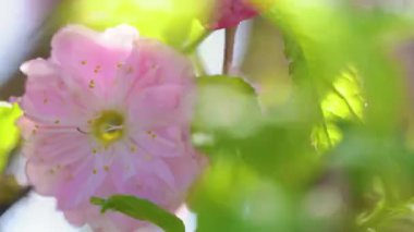 Branch of pink blooming sakura sways in the wind among green leaves
