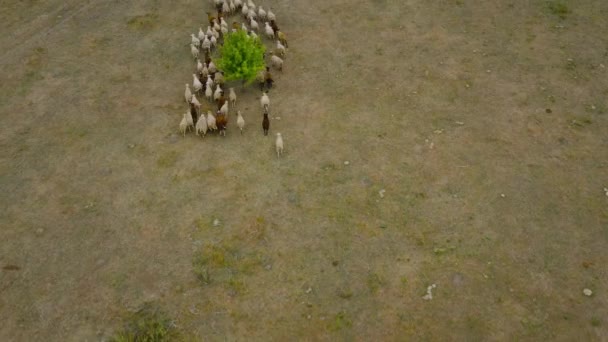Drönare efter en fårhjord. Får som springer på en betesmark. Flygbild — Stockvideo