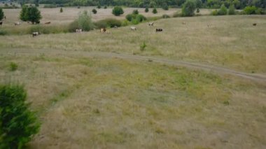 Flying over a yellowed meadow with grazing cows.