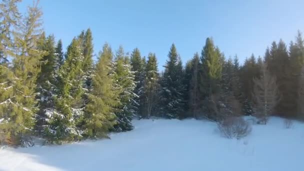 Aerial view of the spruce and snowy landscape around. FPV drone shot — Αρχείο Βίντεο