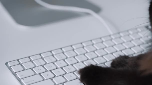 Lindo gato negro está escribiendo texto en un teclado de computadora — Vídeos de Stock