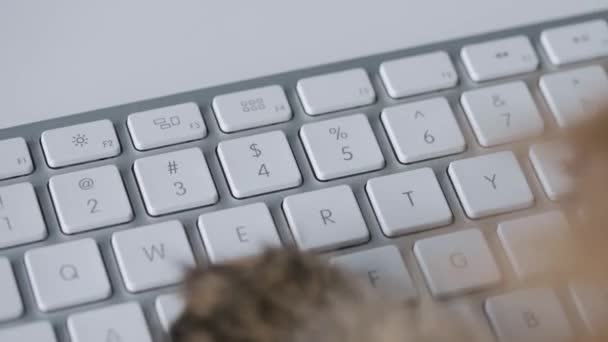 Gato bonito tabby está digitando texto em um teclado de computador — Vídeo de Stock