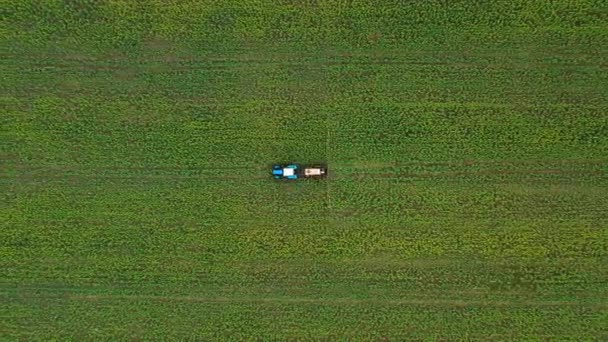 菜種畑の農業植物におけるトラクタースプレー肥料のトップビュー — ストック動画