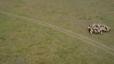 Drone koyun sürüsünü takip ediyor. Otlakta koşan koyunlar. Hava görünümü