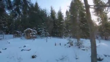 Aerial view of the spruce and snowy landscape around. Between the trees are arbours for relaxation. FPV drone shot
