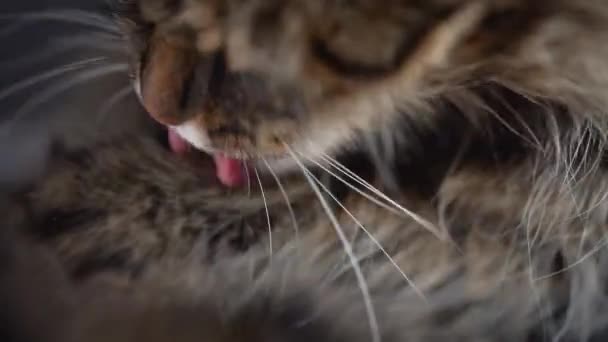 Lindo gato doméstico tabby lavando de cerca. Movimiento lento — Vídeos de Stock